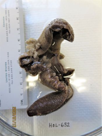 Media type: image;   Invertebrate Zoology HOL-632 Description: Preserved specimen.;
